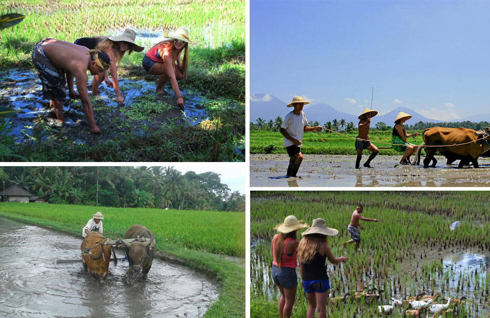 balinese traditional farming - the bali channel