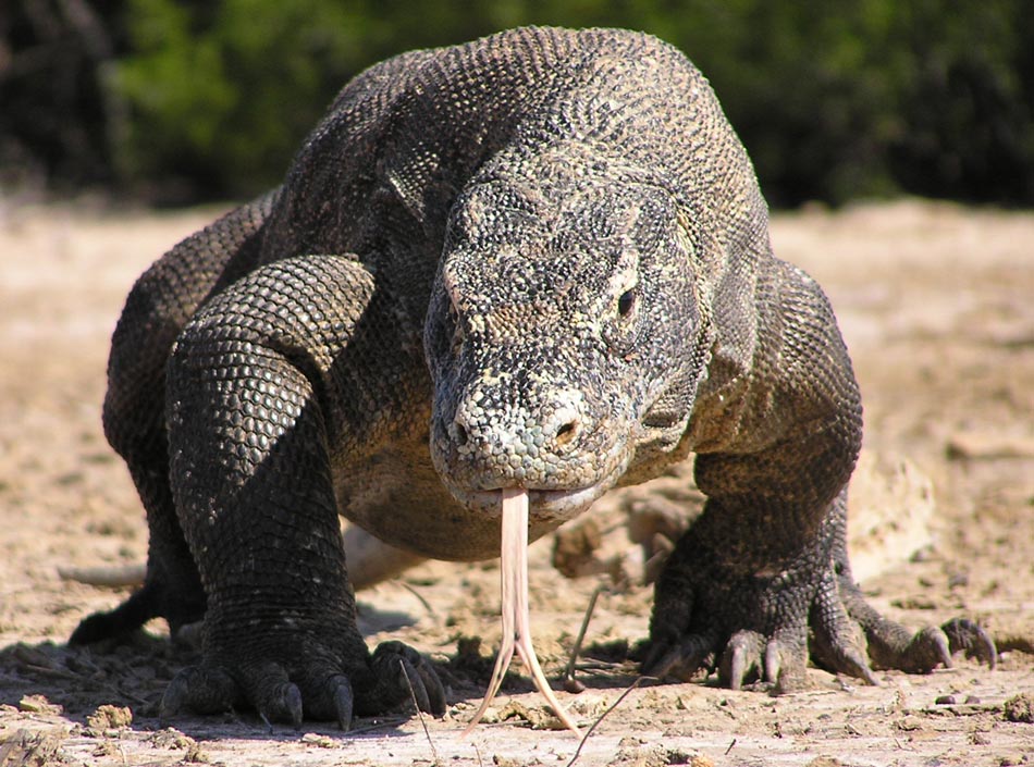 komodo dragons - Komodo Island in Flores